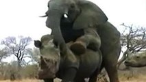 Animal Video ELEPHANT MATING WITH RHINO? WHY?!? {Full Animal Planet Documentary}
