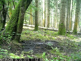 Pic Epeiche via Naturacam®