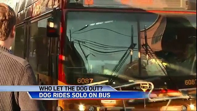 Questo cane tutti i giorni prende l'autobus da solo...il motivo vi sorprenderà