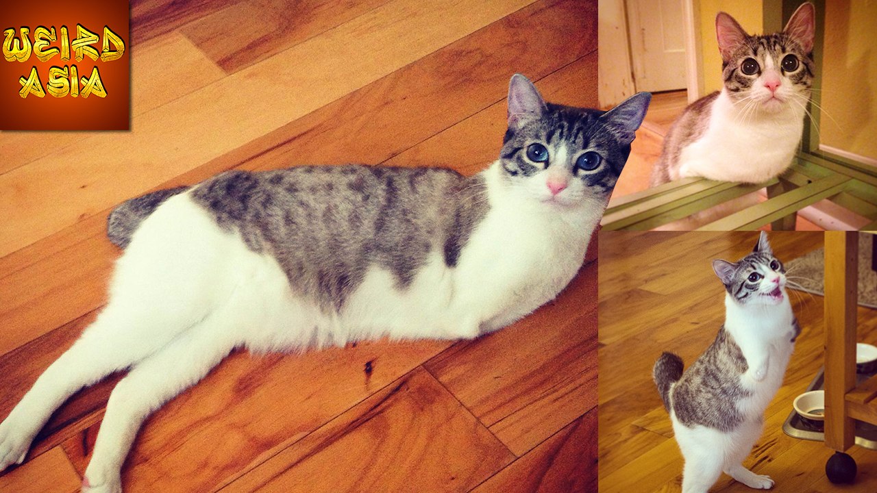 Cat With TWO LEGS | Weird Asia