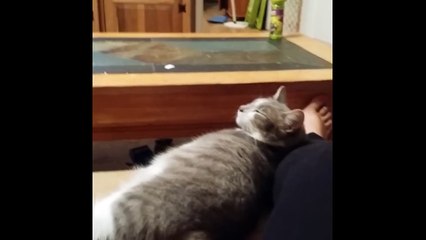 un chat qui bug quand on le gratte