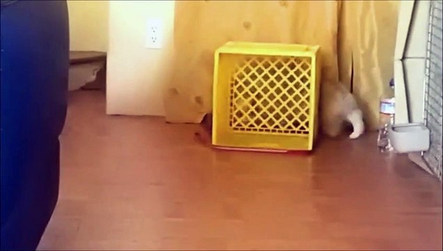 Un chien Corgi joue au chat et à la souris