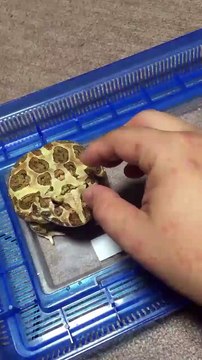 Une grenouille pas contente qui pousse des cris trop droles