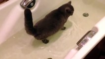 Funny Cats-Cat friends with a fish- - Cat and fish playing in a bathtub