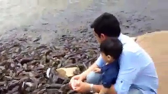 WhatsApp Viral Videos India || Indian Boy Playin with the Fishes in Fish Farm (Funny Videos 720p)