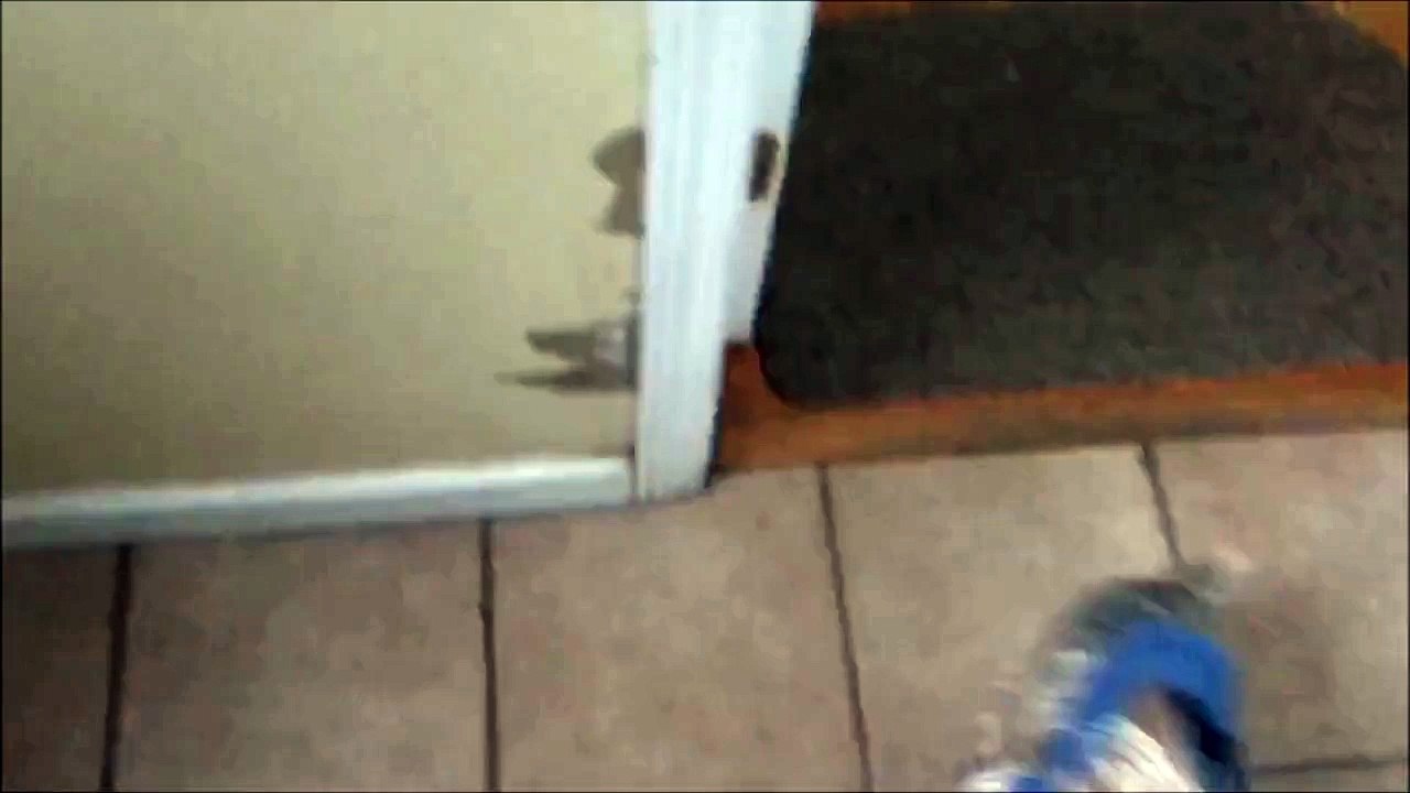 Chien VS Neige - Il aime pas trop ça on dirait