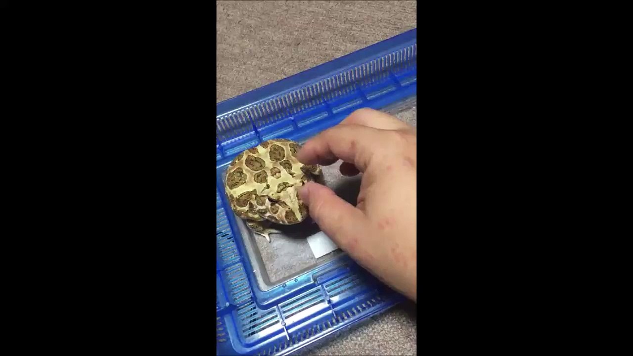 Un petit crapaud en colère n'aime pas les calins... Trop chou