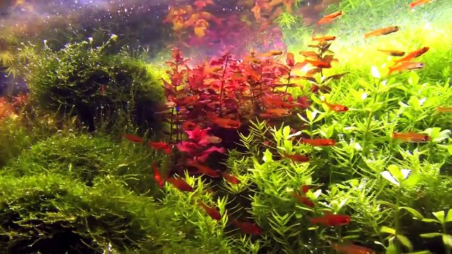 40 ember tetra (Hyphessobrycon amandae) in densely planted aquascape