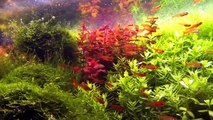 40 ember tetra (Hyphessobrycon amandae) in densely planted aquascape