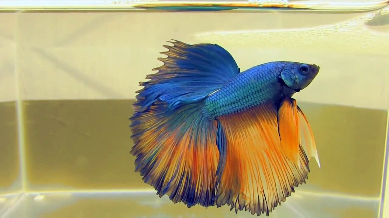 The Bettas4all Standard incl. gallery of over 40 Siamese Fighting Fish