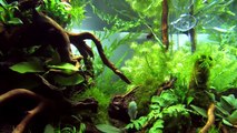 Nano Tanks of the Aquascaping Contest The Art of the Planted Aquarium 2014 (pt. 3 of 3)