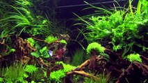 XL Tanks of the Aquascaping Contest The Art of the Planted Aquarium 2014 (pt. 2 of 3)