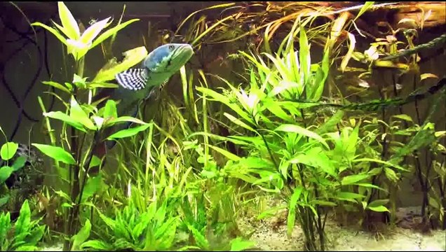 Snakehead bites in finger and eats worms channa pulchra as a pet