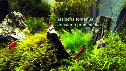 Nano Cube 20 aquascape feat. Sakura red shrimp (Neocaridina davidi)