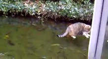 Funny Cats-cat wants to catch fish on ice