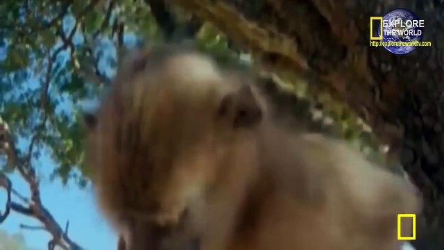 Two Lions Walk with His Cute Baby Cub HD Wild Animal - National Geographic Animals