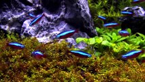 100 cardinal tetra in an aquascaping tank