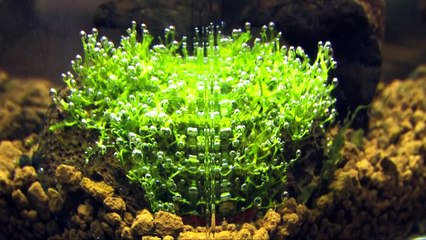 Kleiner als Nano: das Piko Aquarium mit LED Leuchte