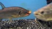 14“ Armatus vampire fish eats 8“trout