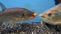 14“ Armatus vampire fish eats 8“trout