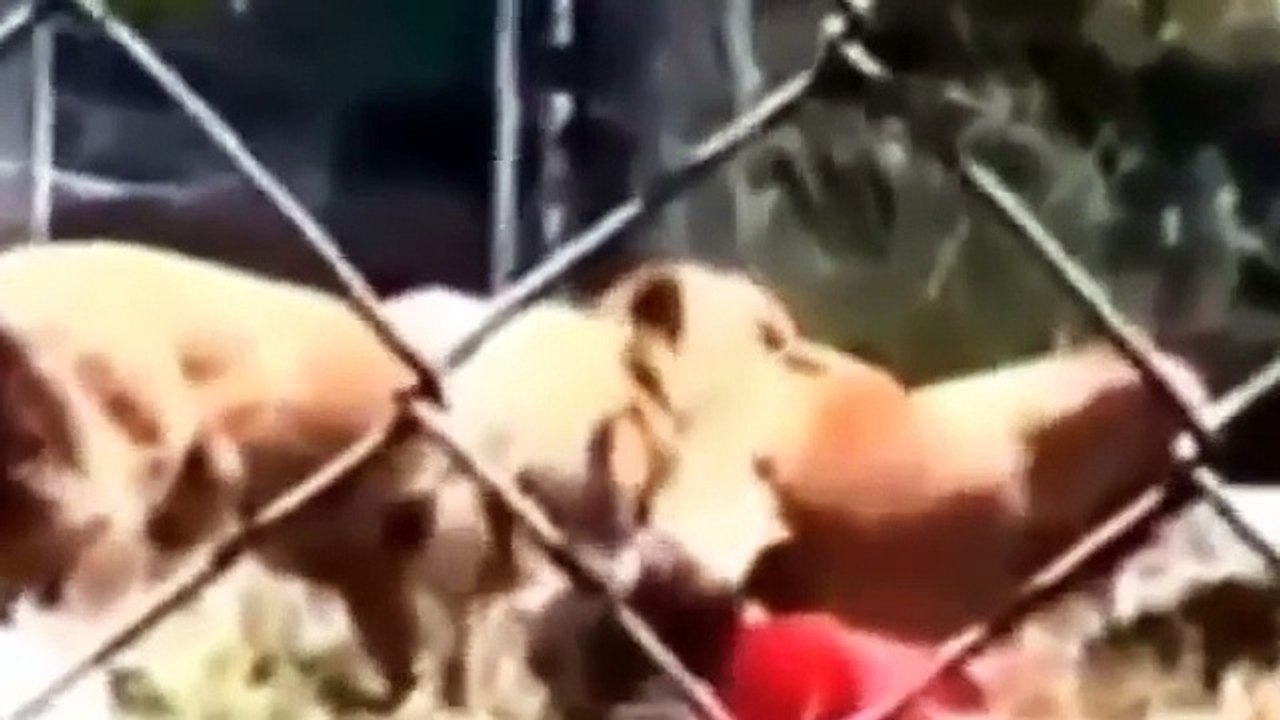 Animal Attacks On Humans Most Shocking Attacks 2015