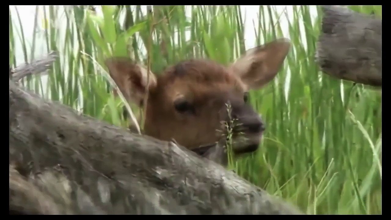 [ National Geographic ] Wolves vs Grizzly Bears - Endless War Nat Geo Wild HD Documentary