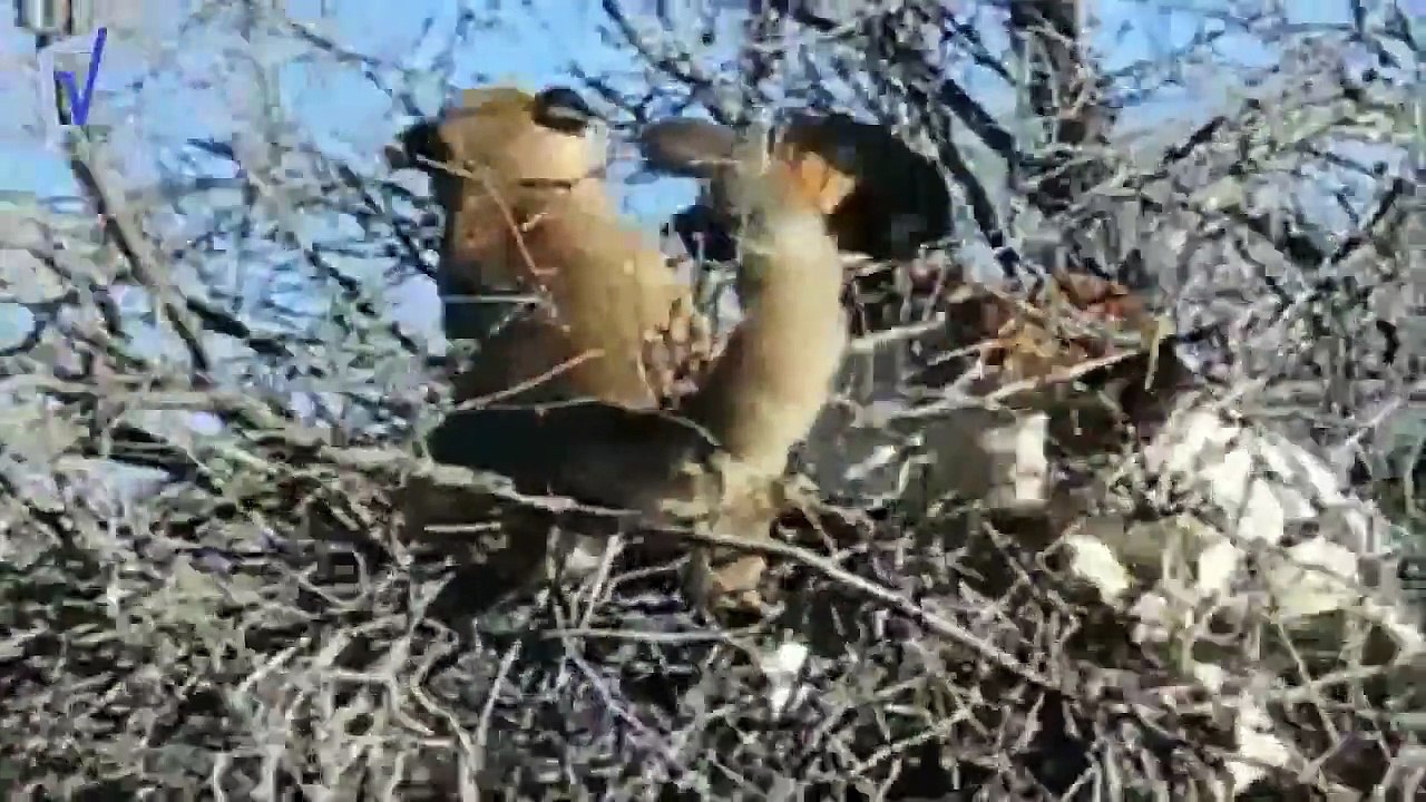lion vs dog TOP 10 attack HD