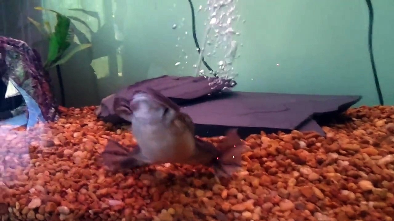 Feeding the Frogs and Gar