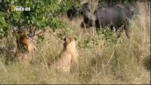 Wild Botswana - Lion Brotherhood (National Geographic)