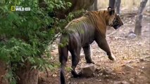 Tigers Revenge / HD (National Geographic)
