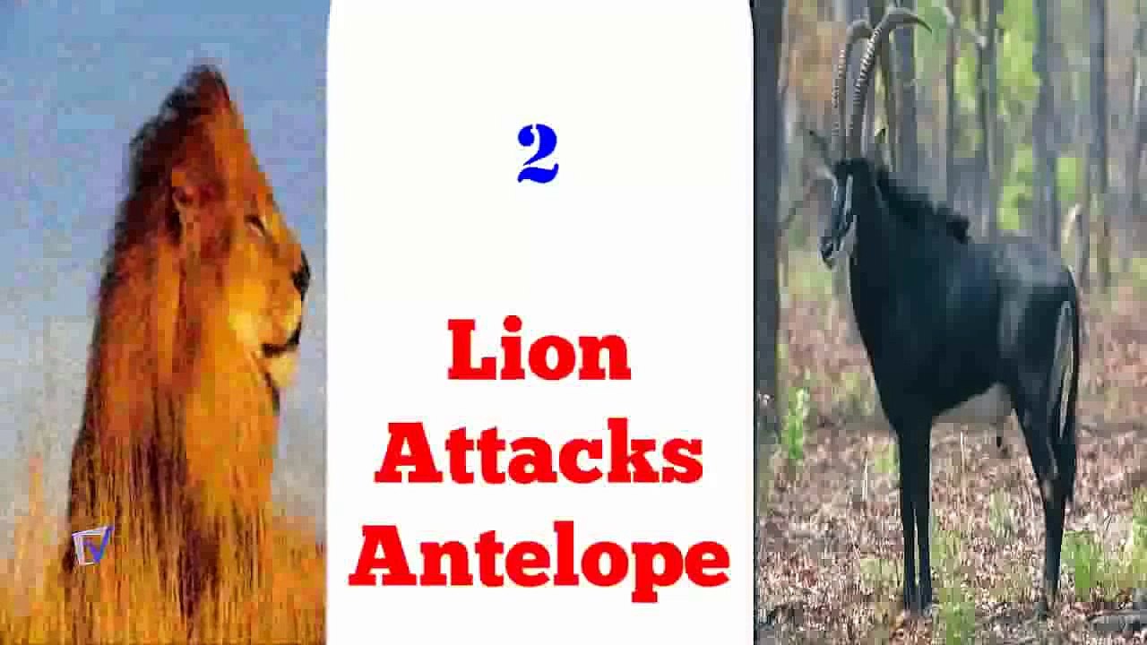 lion vs antelope best attack compilations ever HD