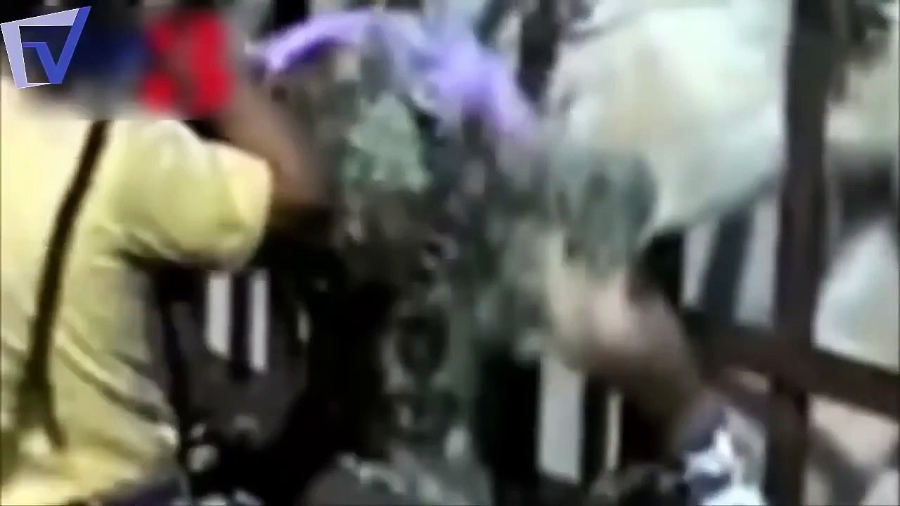 bear attack TOP 10 HD