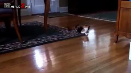 Gatos vs sombra || Gatos Compilación NUEVO HD