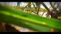 Amazon River Documentary - World\'s Biggest Anaconda Snake Maneater Anaconda