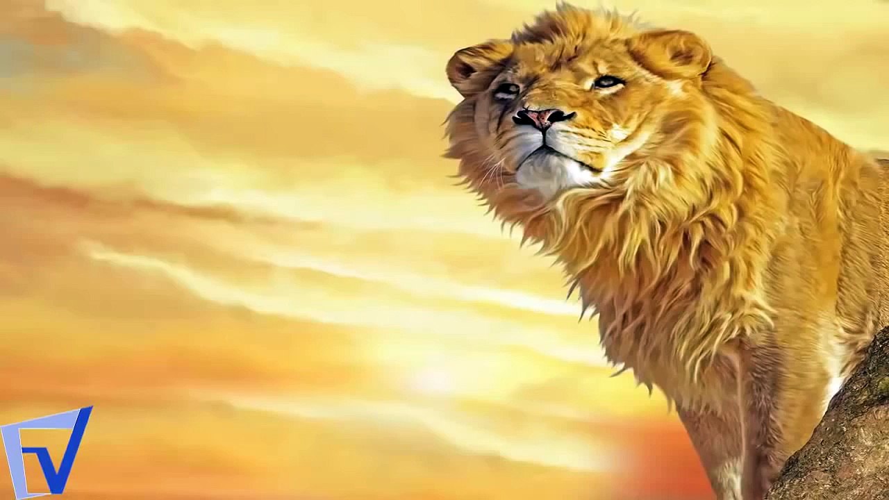 top 10 lion attack HD