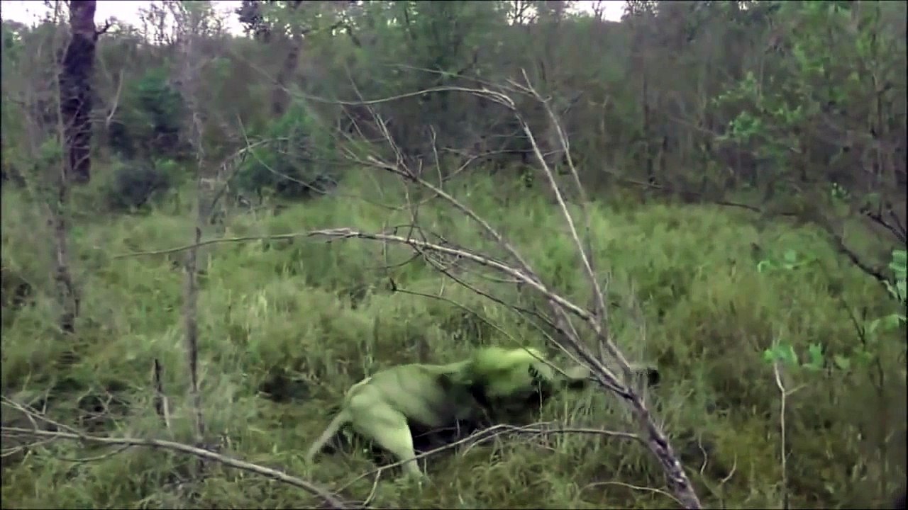 Lion vs Lion Fight || Two Brothers Male Lion Fight