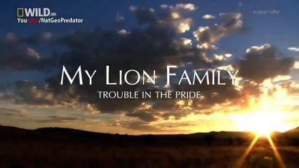 Lion Family (National Geographic) /HD
