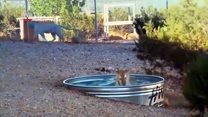 American Tiger - Ruthless (National Geographic)