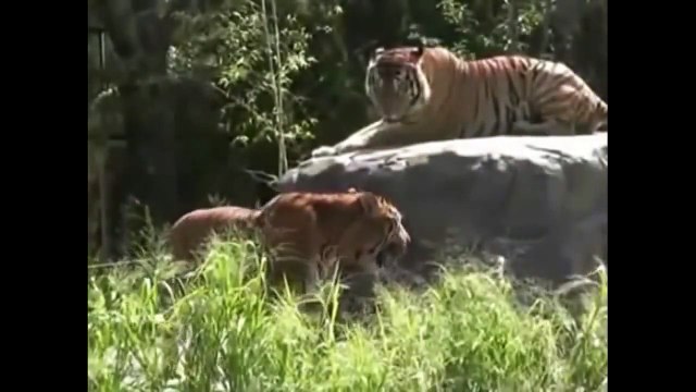 Tiger vs Tiger, Animals Tigers Fighting Animal Videos Compilation