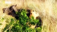 National Geographic Wild - Lions Hunting Strategies -  National Geographic Documentary