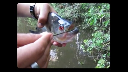 Piranha Scissors vs. Puffer Fish Slicers