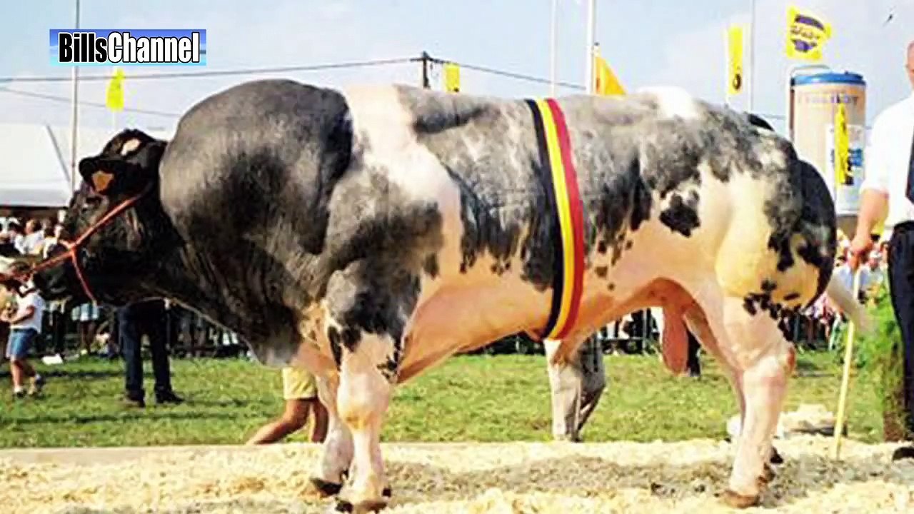 WORLD'S MOST BIZARRE COWS