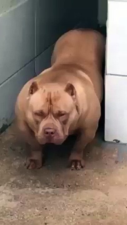 Muhammed Ali - Masallah Seyh Seyda