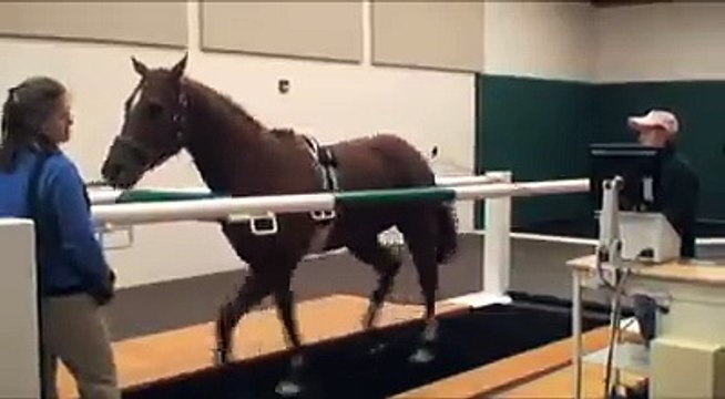 horse traning kis tarah horse ko tiyar kia ja raha hy