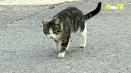 Sterilisatie 150 katten in Hondon Valey, Spanje