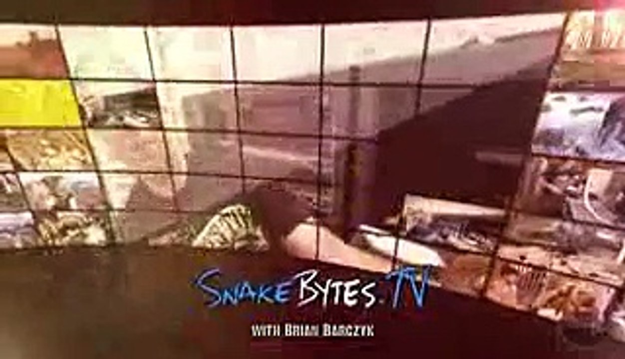 997 Snake Eggs! SnakeBytesTV - Ep. 390   AnimalBytesTV