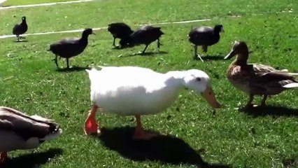 Ce canard sent qu'il va etre mangé