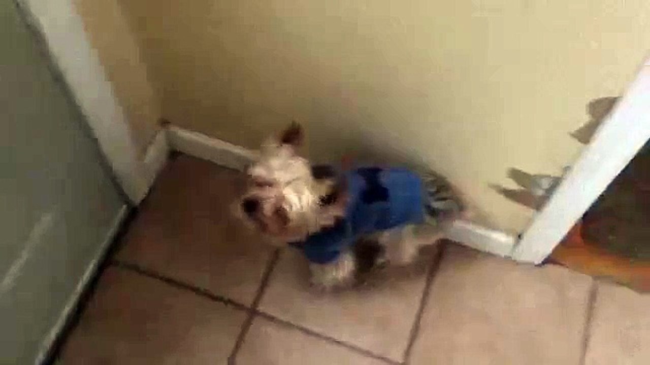 Un petit chien découvre la neige
