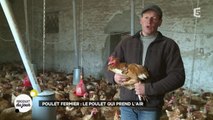 Poulet fermier : le poulet qui prend l'air