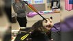 Opossum shot twice with crossbow survives and expected to make full recovery